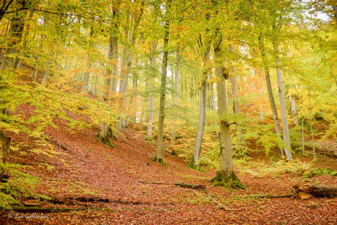 Söderåsen National Park in autumn colours