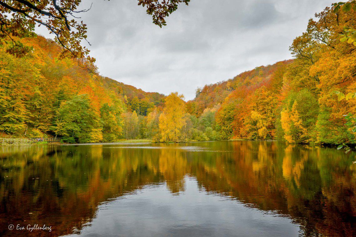 Skärdammens reflektioner i Söderåsens nationalpark