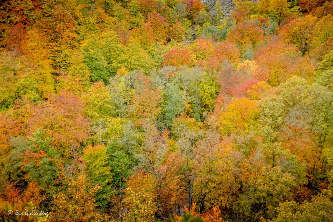 Autumn colors in Söderåsen National Park