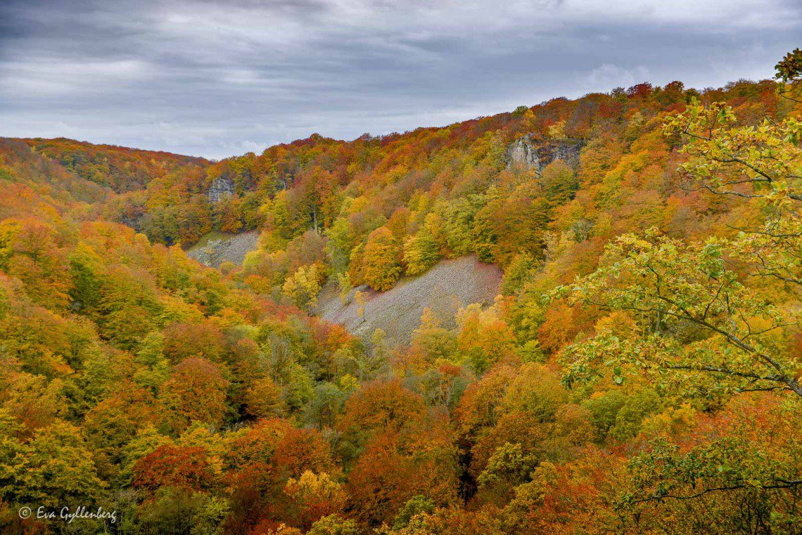 Utsikt över Kopparhatten i Söderåsens nationalpark