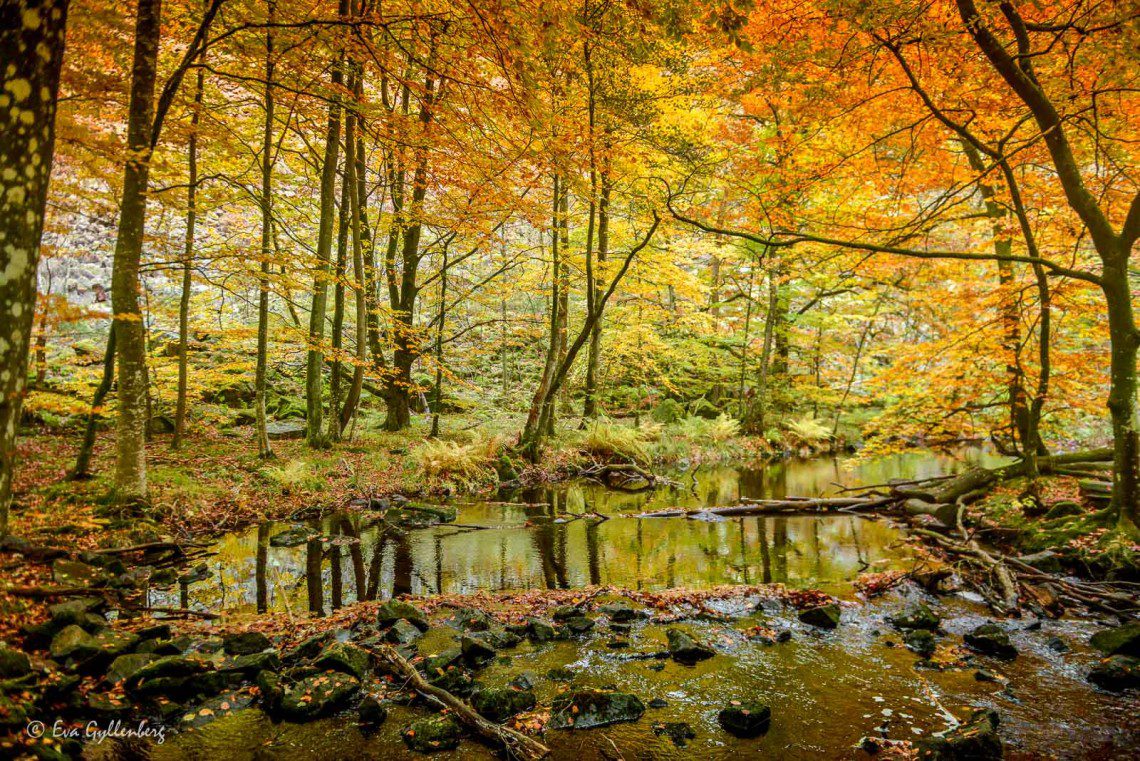 Söderåsens nationalpark i höstskrud