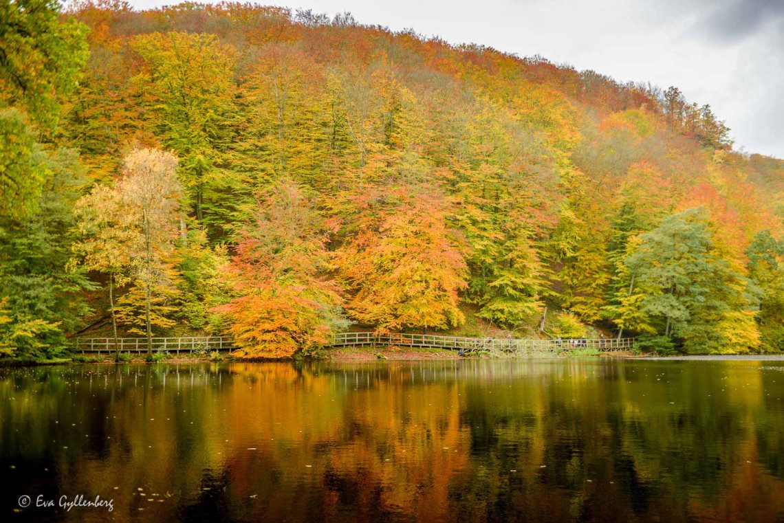 Söderåsens nationalpark i höstskrud