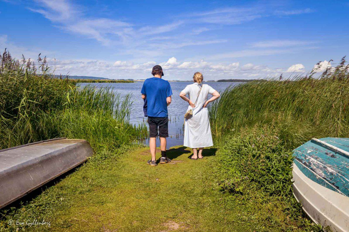 Spanar efter rovfåglar vid Tåkern