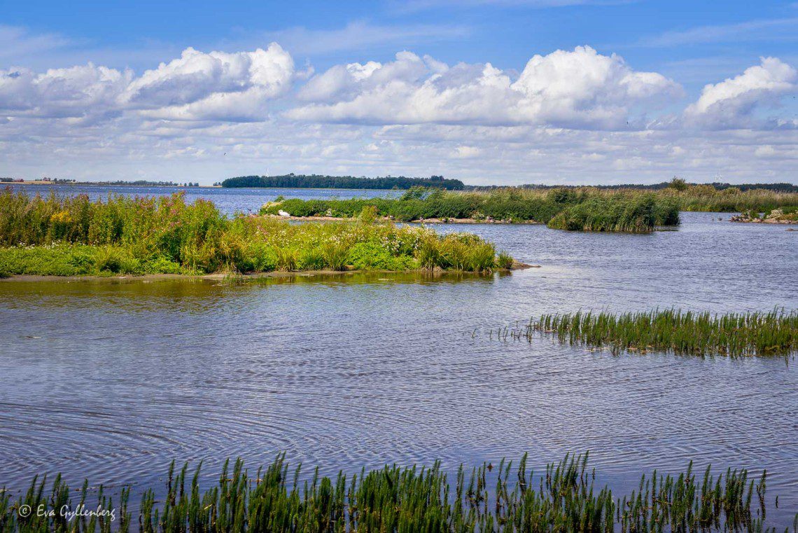 Tåkern fågelsjö och naturreservat