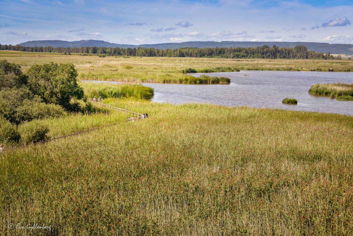 Tåkern naturreservat