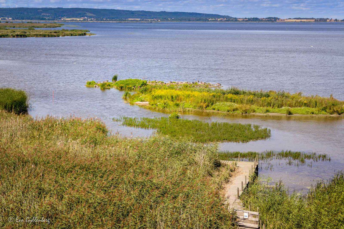 Tåkern naturreservat