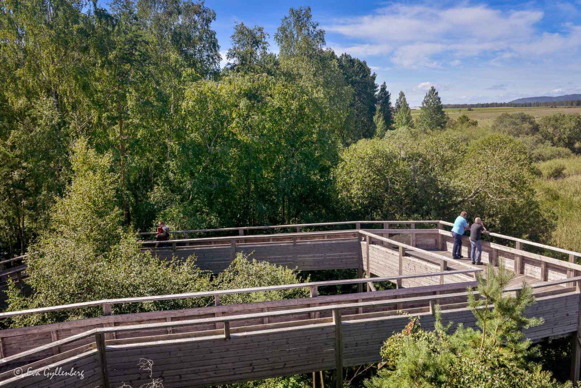 Fågelskådningstorn vid Tåkern