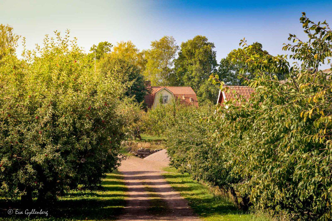 Apple orchards