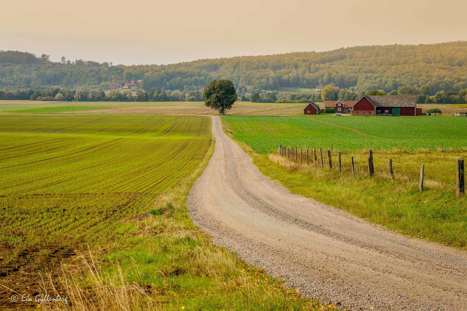 Road with trees by Ivösjön