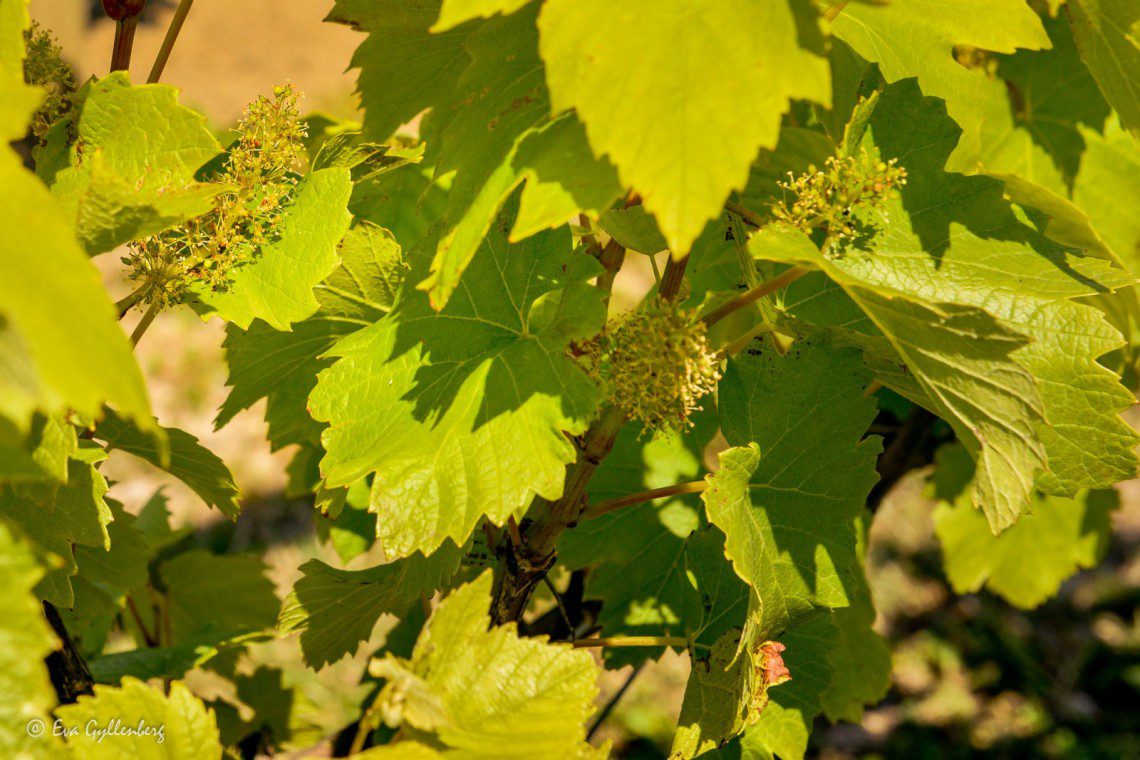 Nordic Sea Winery
