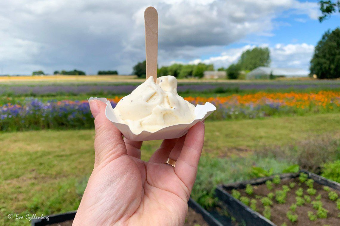 lavendelglass framför en blomsterodling