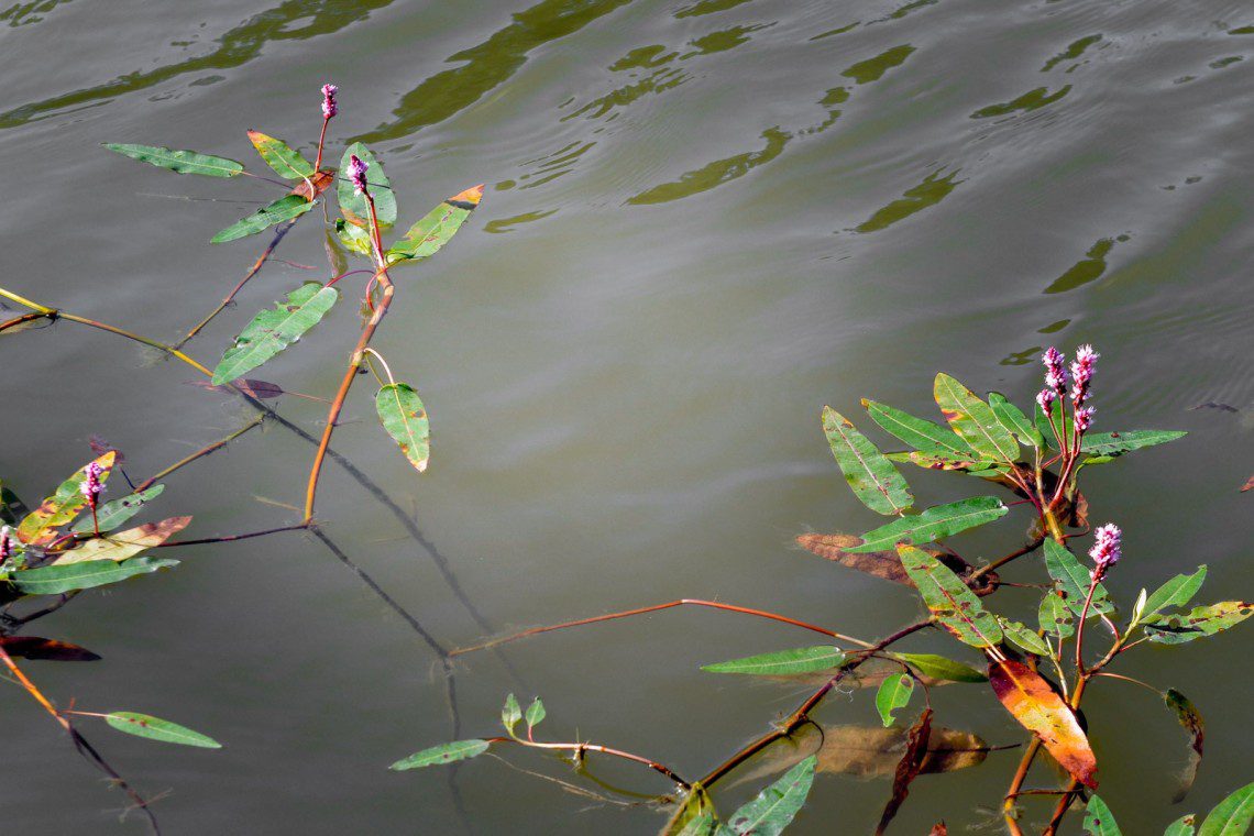 Plants in the Göta Canal