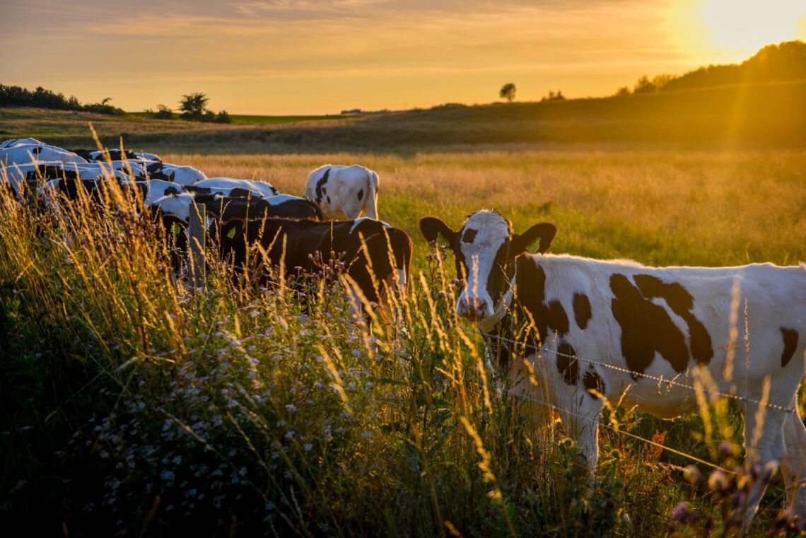 Kor i solnedgång i Skåne