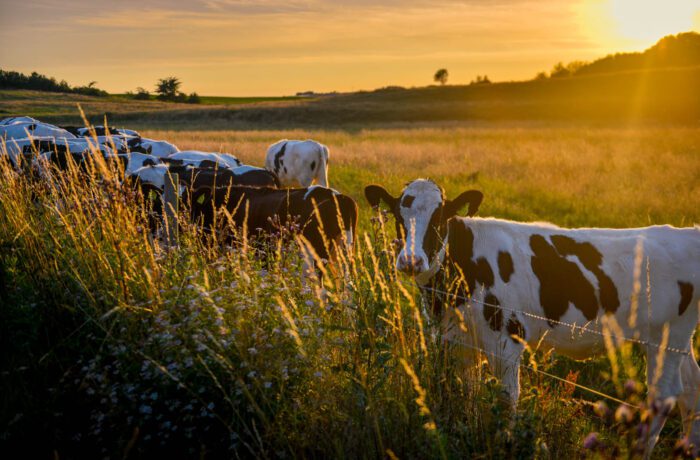 Kor i solnedgång i Skåne
