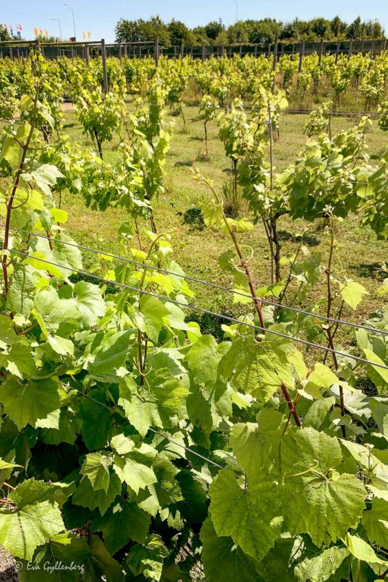 Vinrankor på Nordic Sea Winery