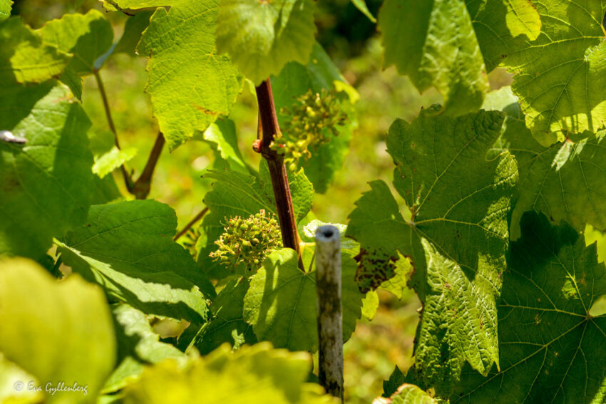 Små små vindruvor på Nordic Sea Winery