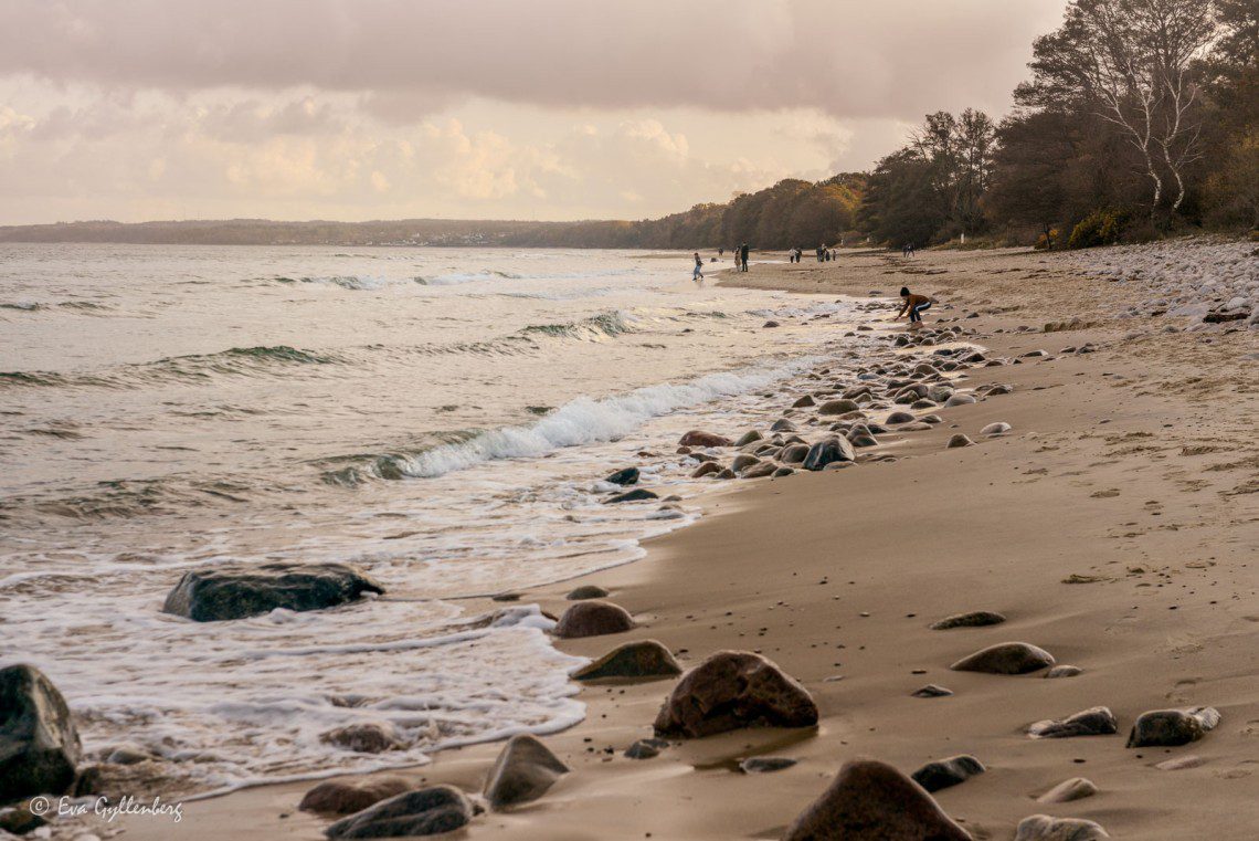 Höst på stranden i Stenshuvud