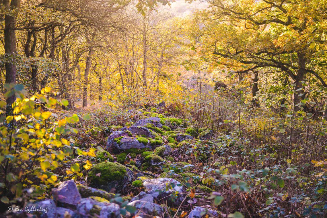 Höstsol i Stenshuvuds skog