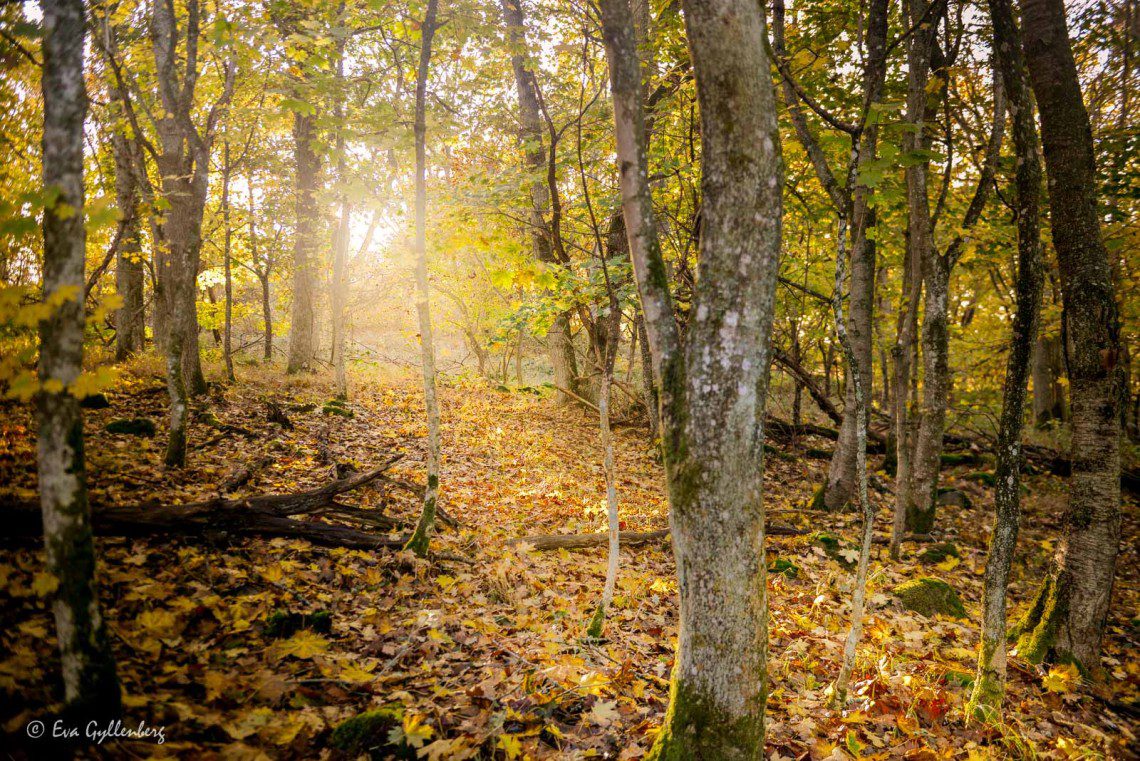 Höstsol i lövskog
