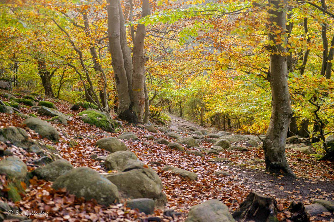 Skog på Österlen