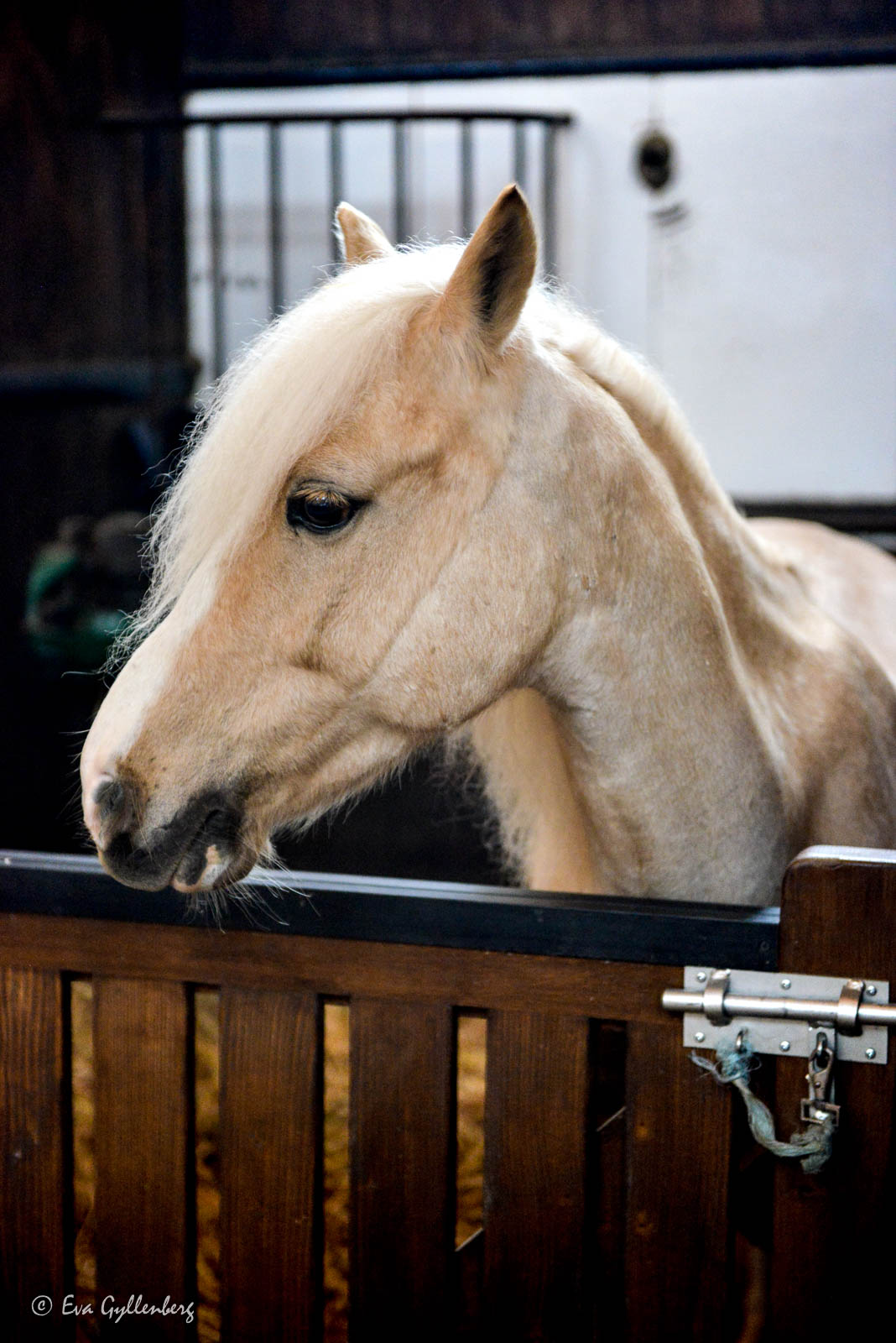 Häst på slottet i Chantilly
