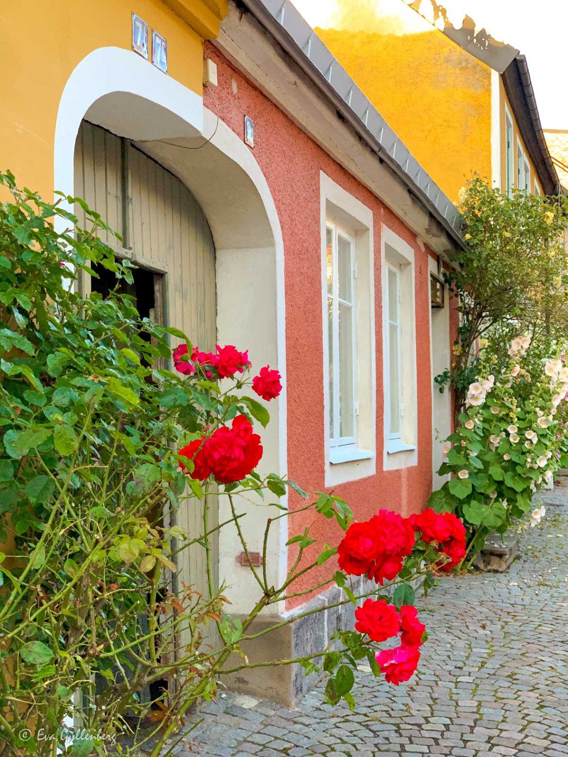 Stockrosor vid fasaden i gamla Lund
