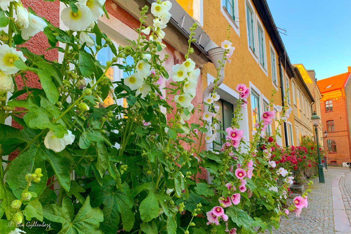 Stockrosor vid fasaden i gamla Lund