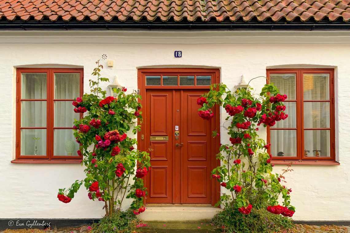 Vackert vitt hus med röda stockrosor i Lund