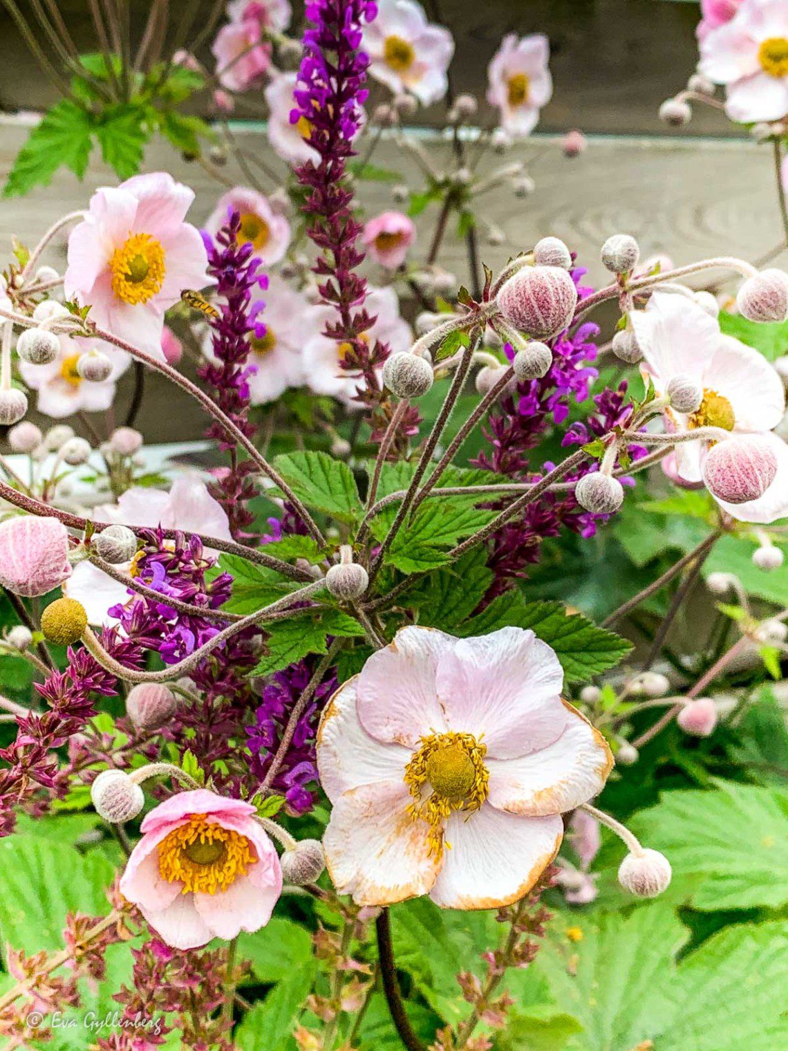 Blommor i Lund