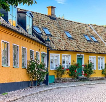 Stockrosor bland skånegårdar i Lund