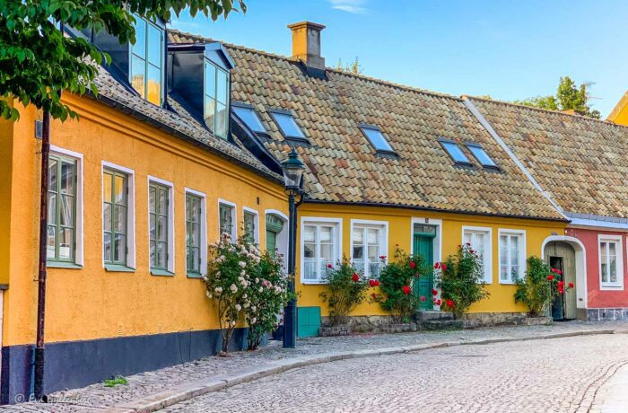 Stockrosor bland skånegårdar i Lund