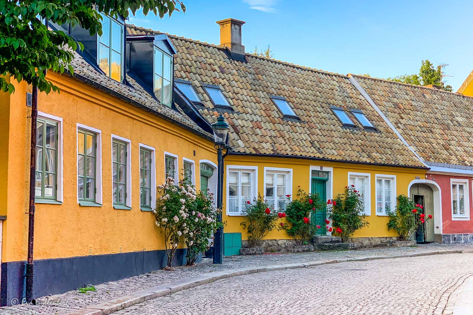 Stockrosor bland skånegårdar i Lund