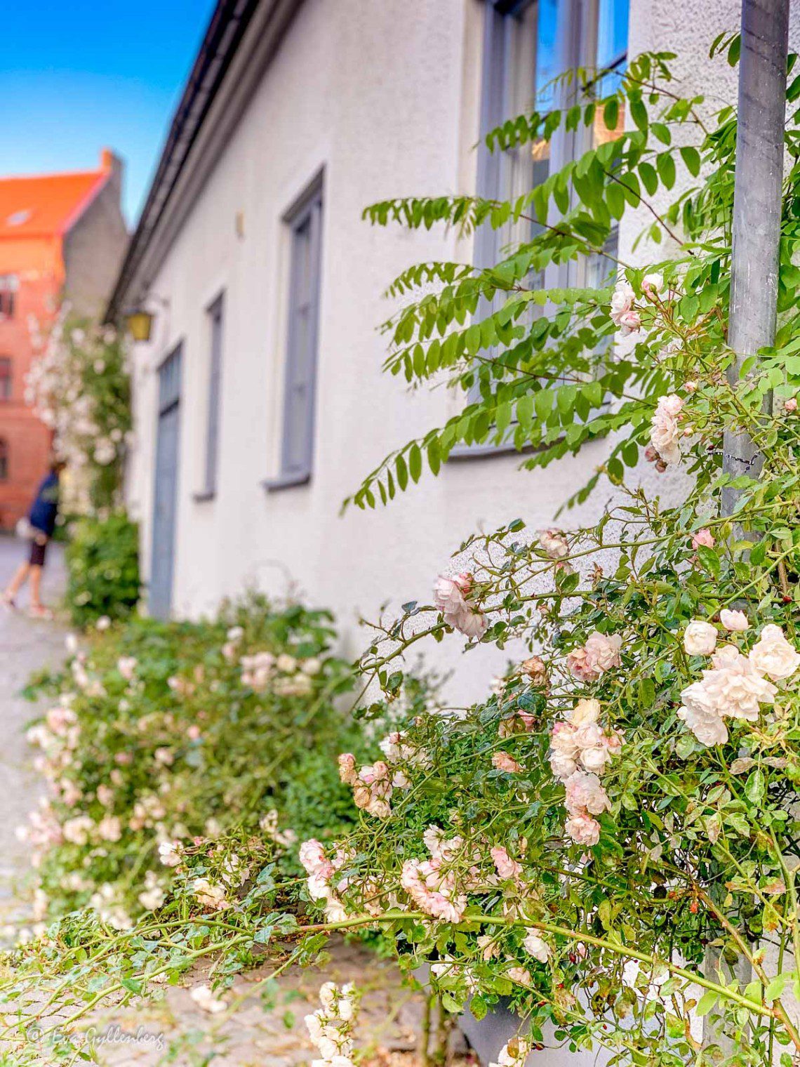 Ljusrosa rosor på Adelgatan i Lund