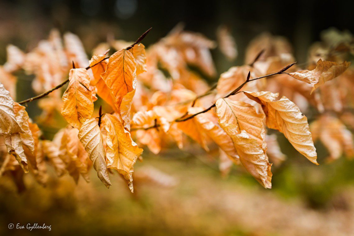 Autumn leaves in nature reserve
