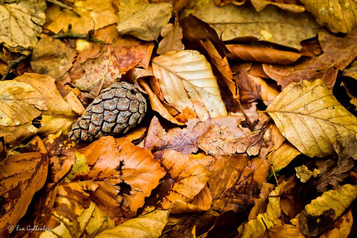 Cone in autumn leaves