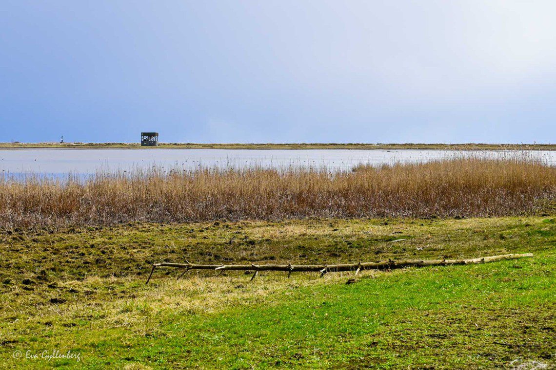 Fågeltorn vid lagunen
