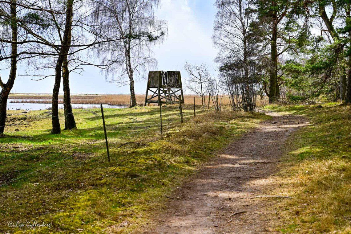 Fågeltorn vid lagunen