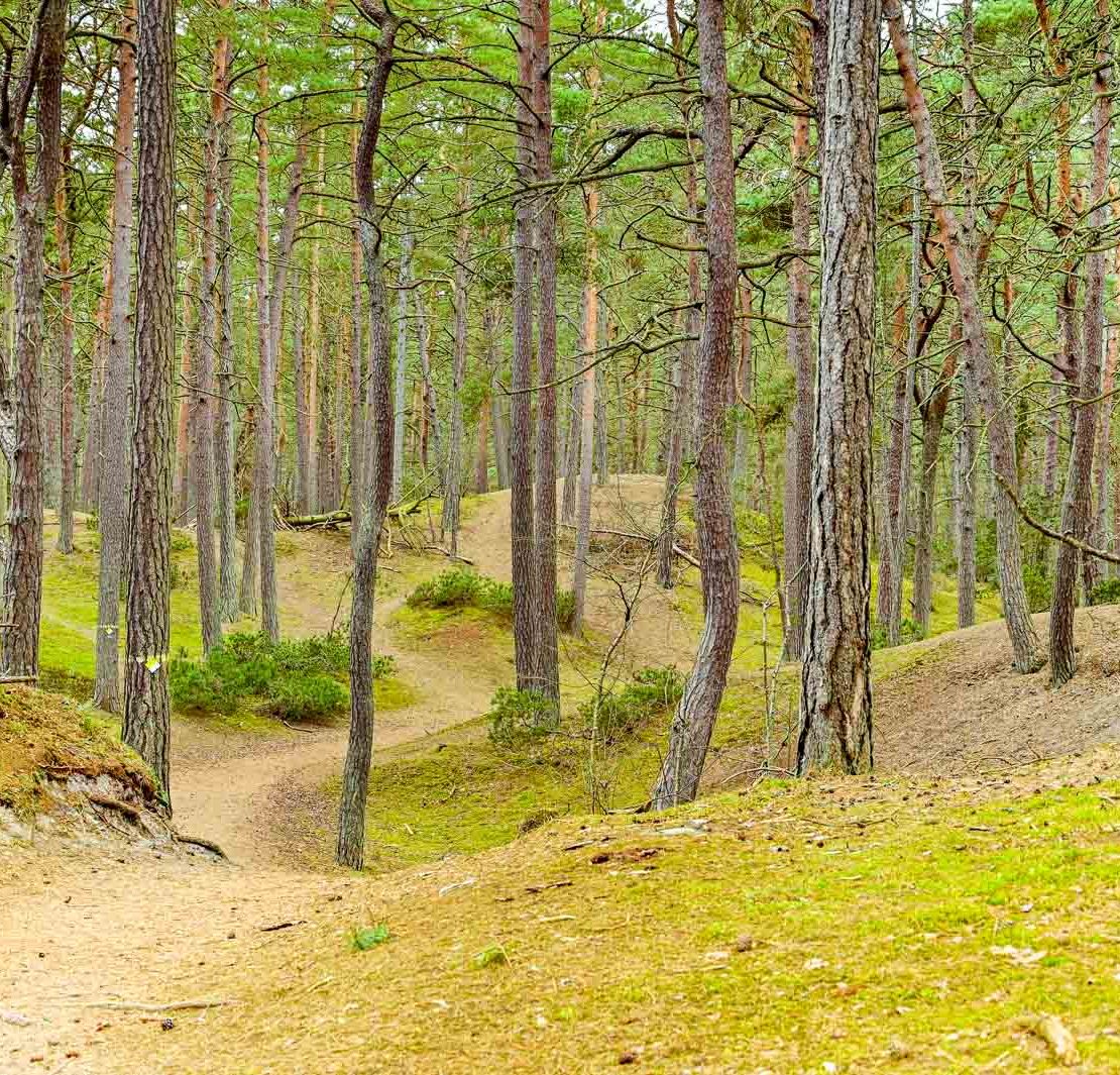 The dune landscape at Äspet