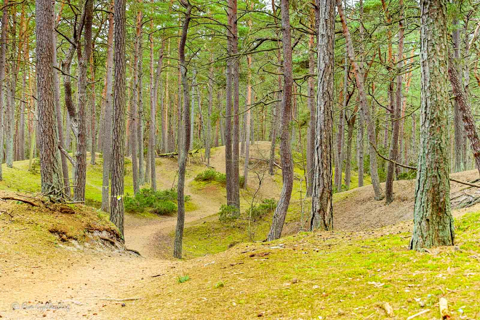 The dune landscape at Äspet