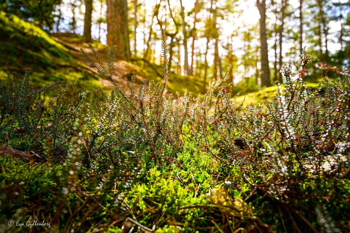 Ljung i solljus