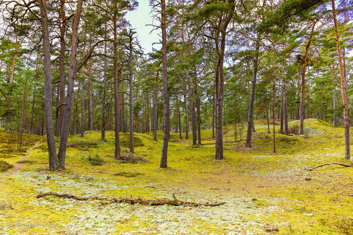 Lichen and pine