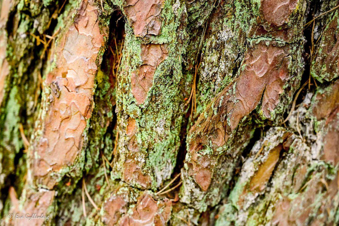 Bark