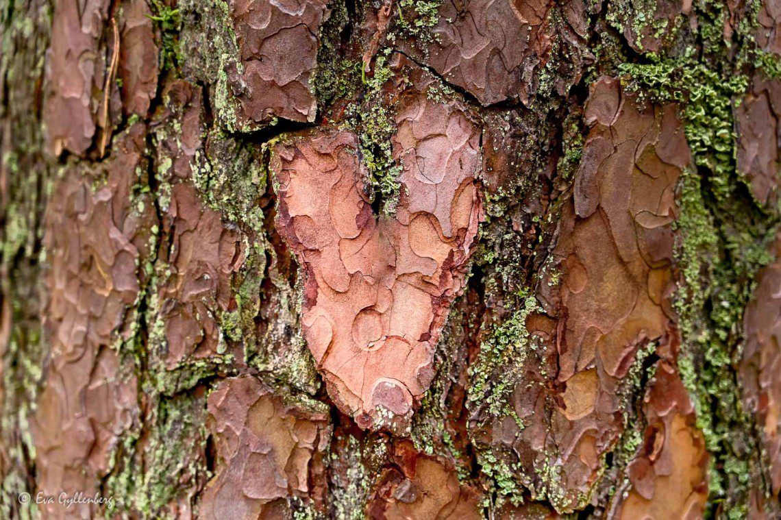 Hjärta i bark