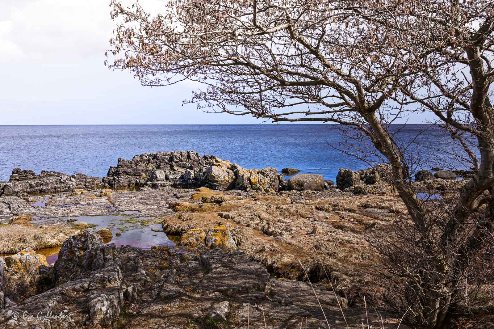 Ensamt träd vid havet vid Prästens badkar