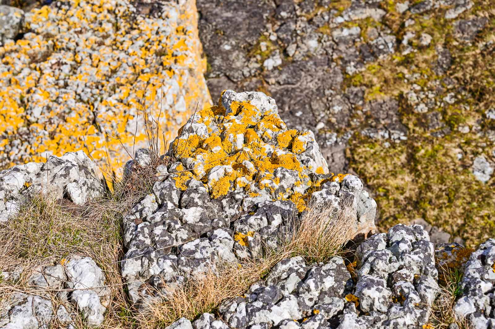 Mossbeklädda klippor