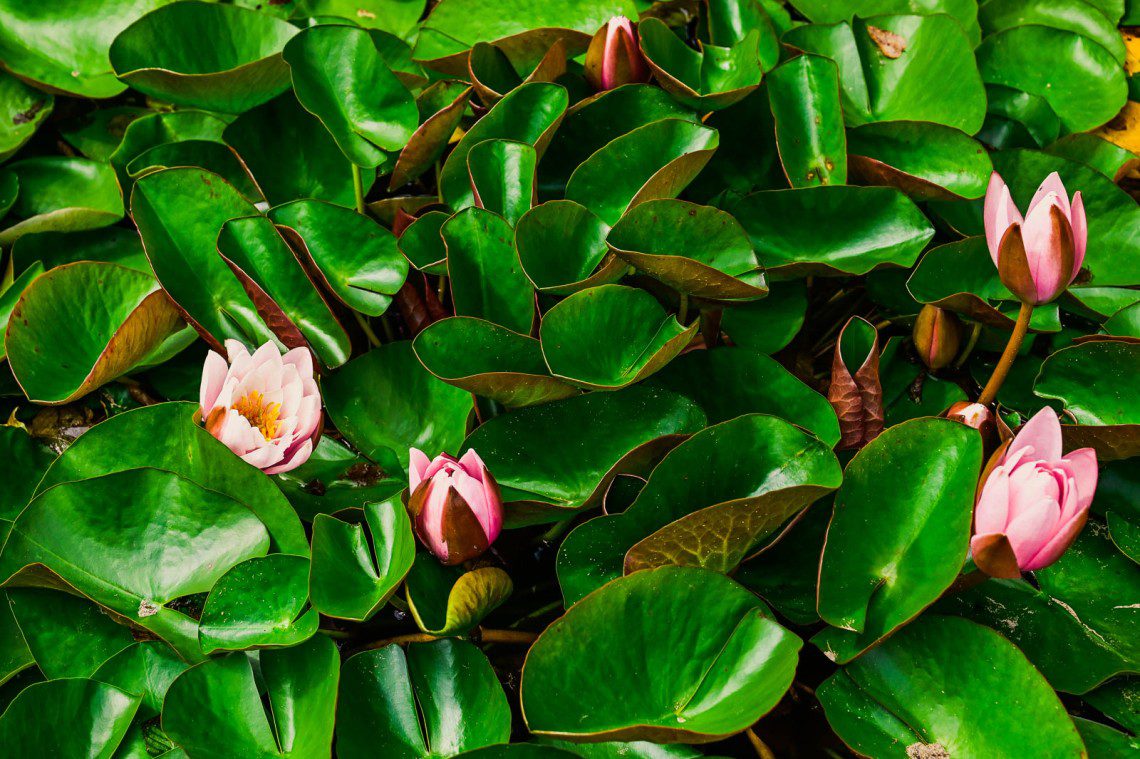 Rosa näckrosor