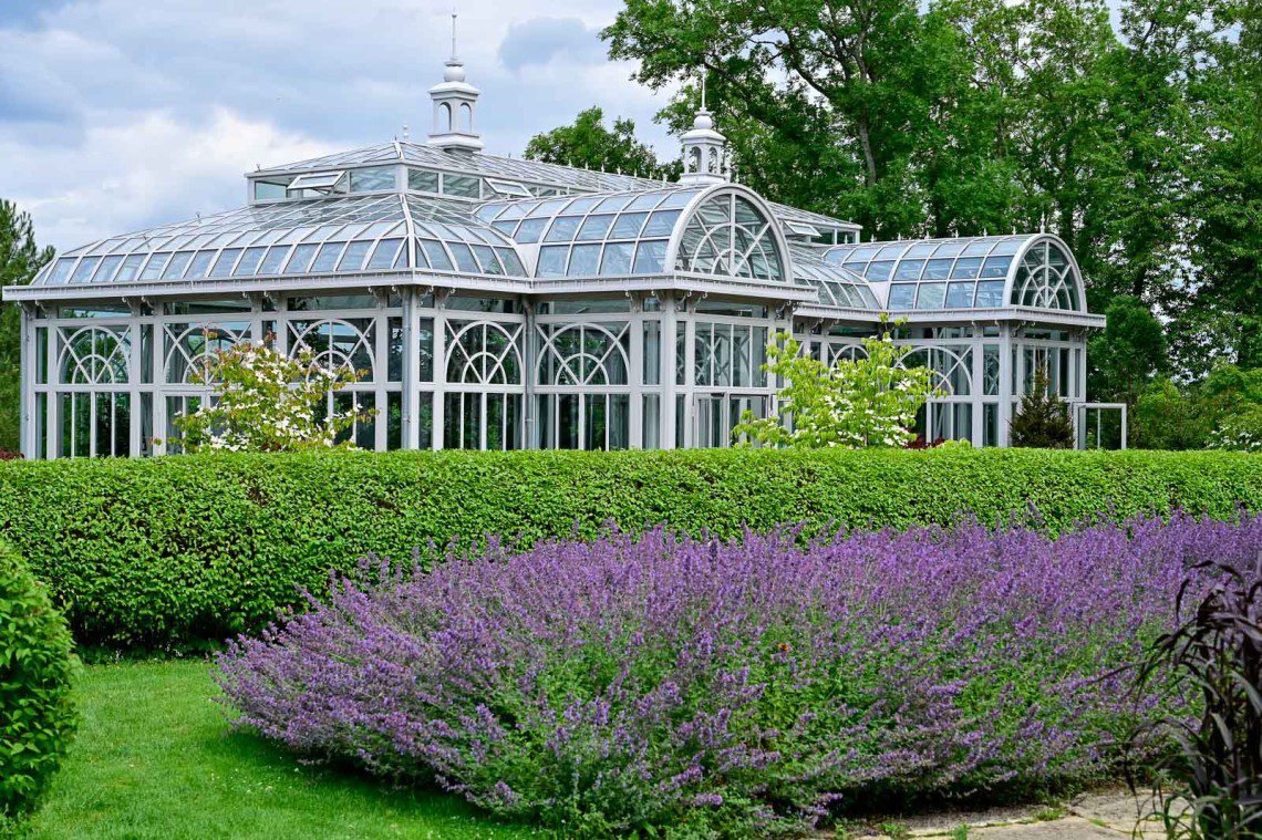 Växthus med lavendel