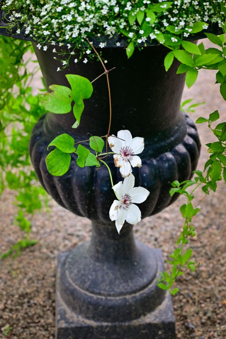 Gjutjärnskruka med blomma
