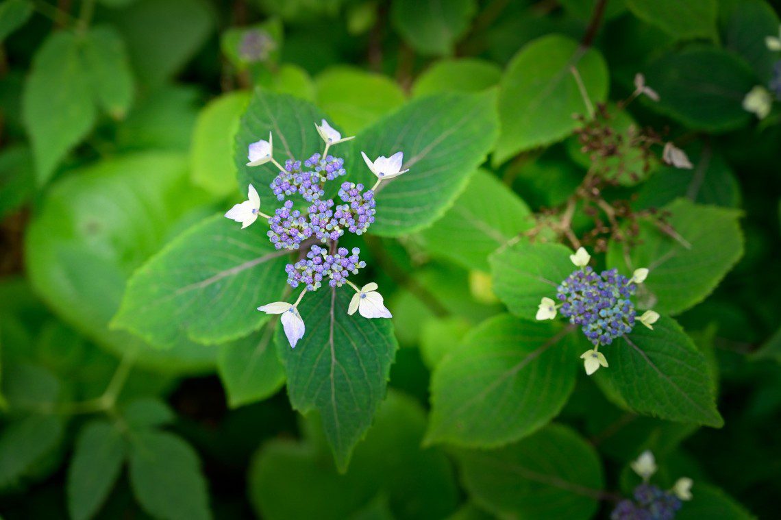 Blå hortensia