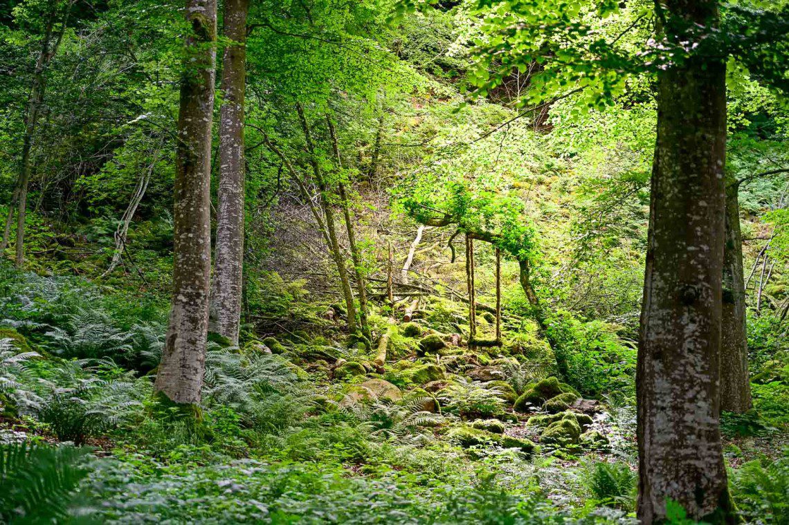 Mossbeklädd gunga i skogen